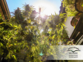 DUTCH PASSION - Durban Poison®