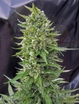 00 SEEDS BANK - Auto Northern Lights