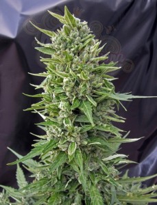 00 SEEDS BANK - Auto Northern Lights