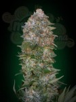 ADVANCED SEEDS - Critical Soma