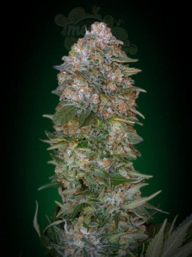 ADVANCED SEEDS - Critical Soma