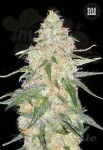 BULK SEED BANK - Special Skunk