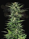 Critical Mass