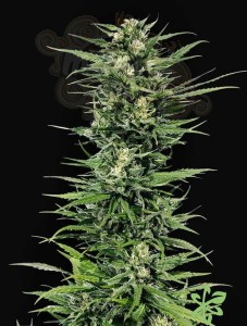 Critical Mass