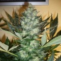 AK-47 Auto