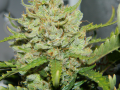 FASTBUDS - Green Crack Auto