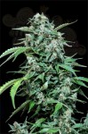 GRASS-O-MATIC - Maxi Haze
