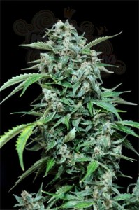 GRASS-O-MATIC - Maxi Haze