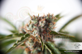 DUTCH PASSION - Auto Orange Bud®