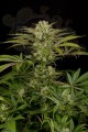 DINAFEM - Blue Cheese