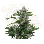 White Dwarf Auto 