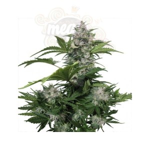White Dwarf Auto 
