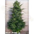 PARADISE SEEDS - White Berry