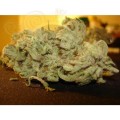 PARADISE SEEDS - Ice Cream