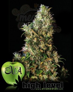 EVA SEEDS - High Level