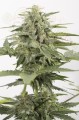 DINAFEM - Industrial Plant Autoflowering CBD