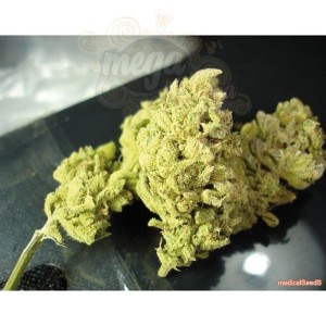 MEDICAL SEEDS - No Name