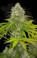 DINAFEM - Power Kush