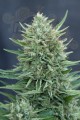 CBD Crew - Med Gom Auto