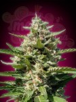 ADVANCED SEEDS - White Kush