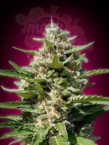 ADVANCED SEEDS - White Kush