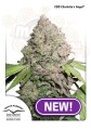 DUTCH PASSION - CBD Charlotte’s Angel ®