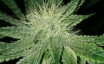 Amnesia Haze