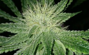 Amnesia Haze