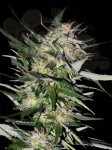 ADVANCED SEEDS - Jack Plant