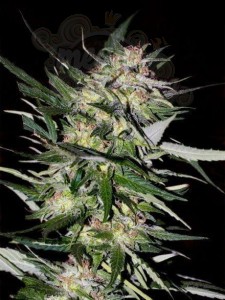 ADVANCED SEEDS - Jack Plant