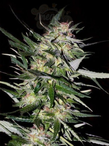 ADVANCED SEEDS - Jack Plant