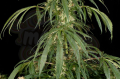 DINAFEM - Super Silver 3szt