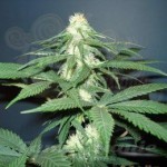 NIRVANA - Master Kush