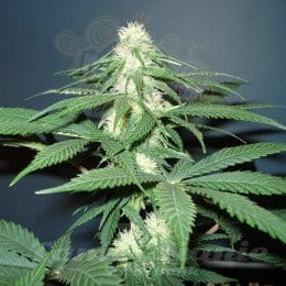 NIRVANA - Master Kush