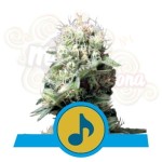 ROYAL QUEEN SEEDS - Dance World CBD