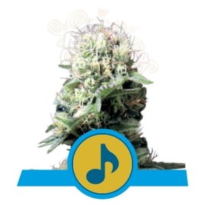 ROYAL QUEEN SEEDS - Dance World CBD