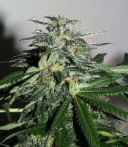 KC BRAINS - K.C. 42