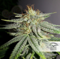 DUTCH PASSION - Durban Poison®
