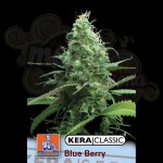 KERA SEEDS - Blue Berry White