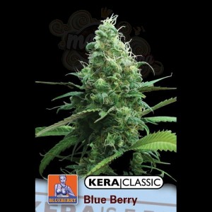 KERA SEEDS - Blue Berry White