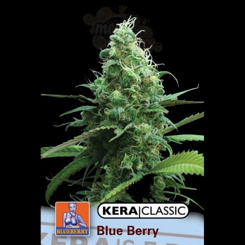 KERA SEEDS - Blue Berry White