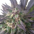 ROYAL QUEEN SEEDS - Blue Mystic®