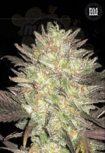 BULK SEED BANK - Auto Lavender Best