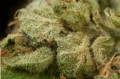 DINAFEM - Original Amnesia