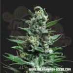 KALASHNIKOV SEEDS - Moscow Blueberry Auto