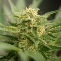 Amnesia Haze Auto