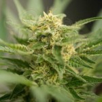 Amnesia Haze Auto