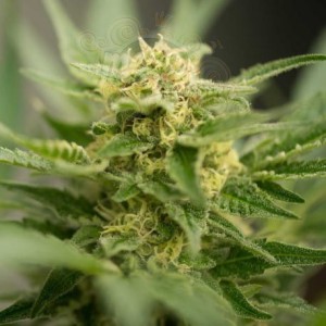 Amnesia Haze Auto