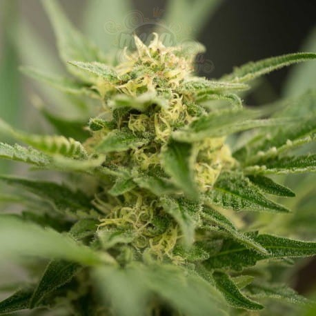 Amnesia Haze Auto