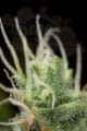 DINAFEM - Dinamed CBD Plus